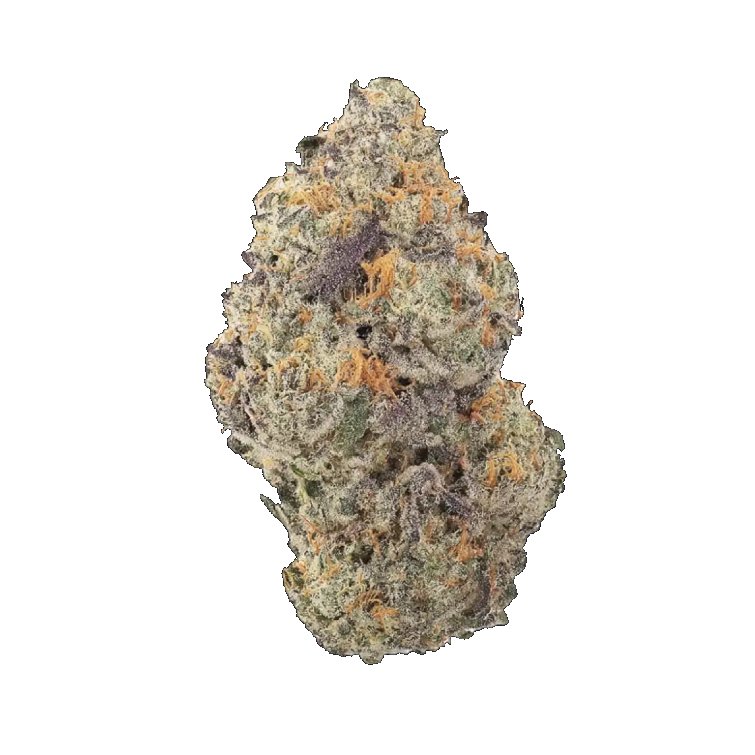 Gelato Bleu bourgeon de cannabis recouvert de trichomes / Gelato Bleu cannabis bud covered in trichomes